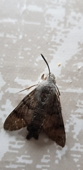 Macroglossum stellatarum