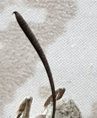 Macroglossum stellatarum