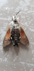 Macroglossum stellatarum