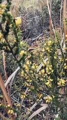 Aspalathus acuminata