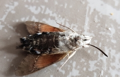 Macroglossum stellatarum