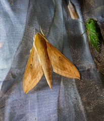 Theretra boisduvalii