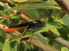 Protichneumon similatorius