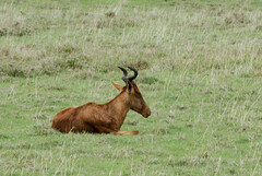 Alcelaphus buselaphus cokii