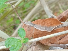 Xyleus discoideus