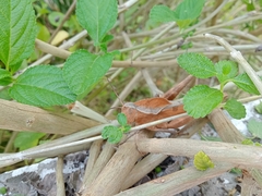 Xyleus discoideus