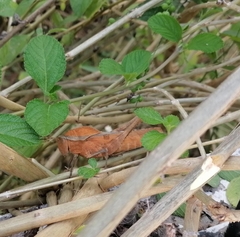 Xyleus discoideus