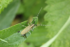Agapanthia villosoviridescens