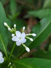 Rauvolfia verticillata