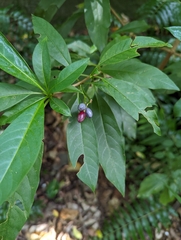 Rauvolfia verticillata