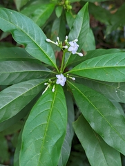 Rauvolfia verticillata