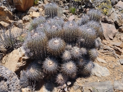Copiapoa coquimbana