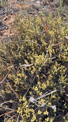 Aspalathus acuminata