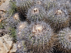 Copiapoa coquimbana
