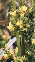 Aspalathus acuminata