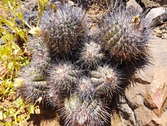 Copiapoa coquimbana