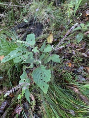 Collinsonia macrobracteata