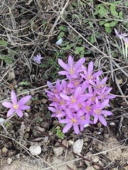 Colchicum stevenii