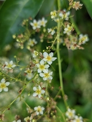 Neoalsomitra clavigera