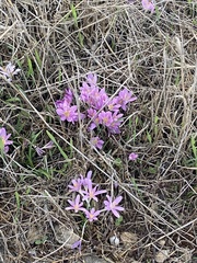 Colchicum stevenii