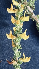 Aspalathus acuminata