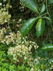 Neoalsomitra clavigera