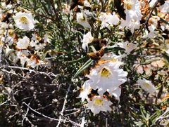 Cordia decandra