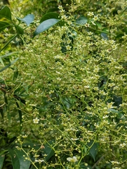 Neoalsomitra clavigera