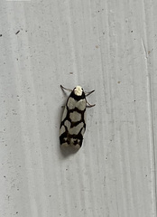Scaptesyle dichotoma