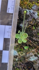 Pinguicula
