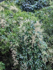 Neoalsomitra clavigera