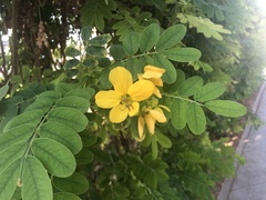 Senna surattensis