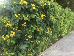 Senna surattensis