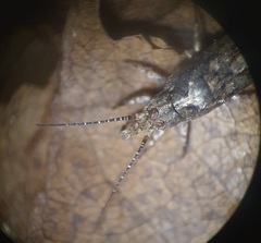 Lepismachilis notata