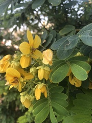 Senna surattensis