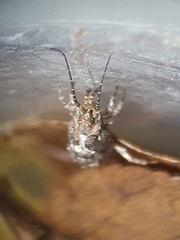 Lepismachilis notata