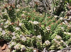 Euphorbia caput-medusae
