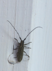 Agapanthia villosoviridescens