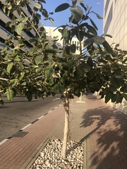 Ficus benghalensis
