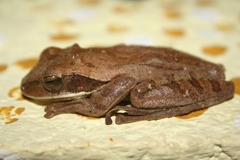 Polypedates leucomystax