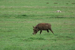 Phacochoerus africanus massaicus