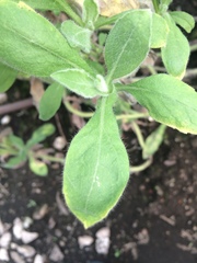 Heterotheca inuloides