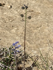 Muscari parviflorum