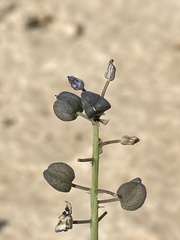 Muscari parviflorum