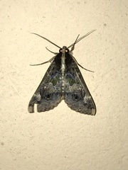 Sphingomorpha chlorea