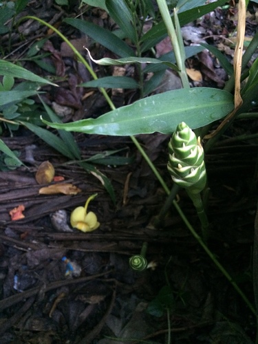 Zingiber officinale