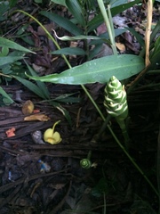 Zingiber officinale
