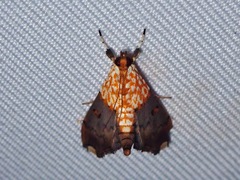 Agrotera basinotata