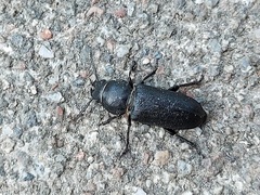 Spondylis buprestoides