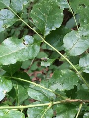 Derospidea brevicollis